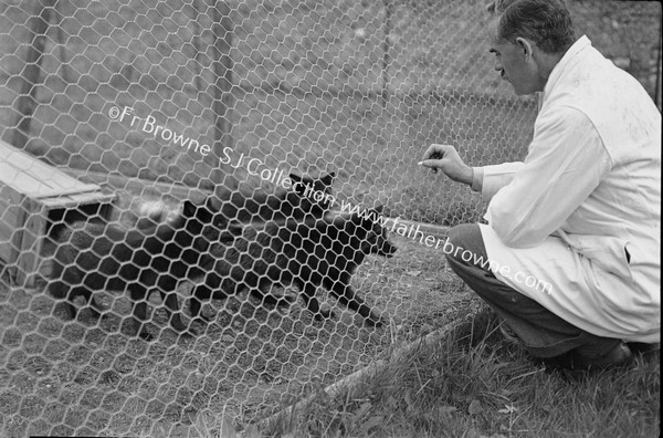 MR O'CDRISCOLL'S SILVER FOX FARM